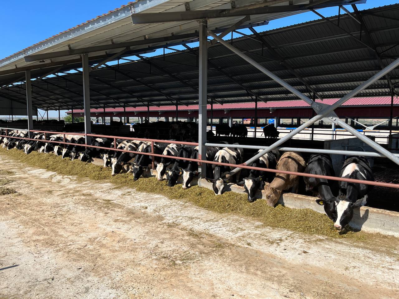 cows